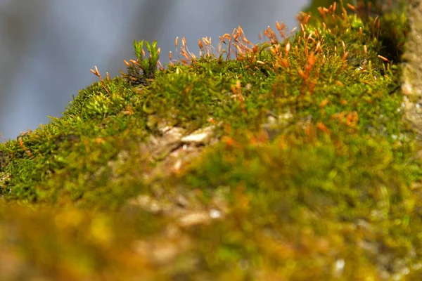 Moss Törzs Egy Nyírfa Meleg Télen — Stock Fotó