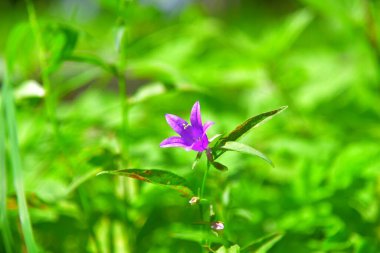 Bahçede açan narin çiçek.