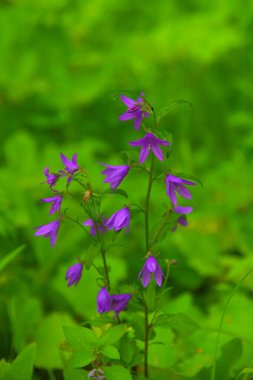 Bahçede açan narin çiçek.