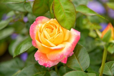 Bahçede açan narin çiçek.