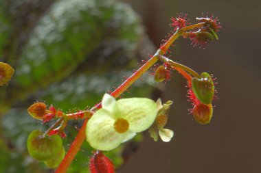 Pencere kenarındaki odada çiçek açıyor.