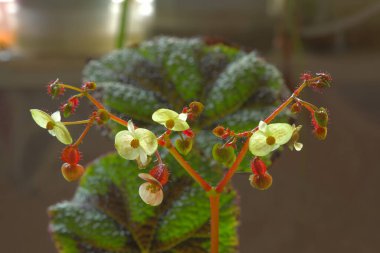 Pencere kenarındaki odada çiçek açıyor.