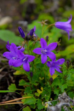 Bahçede açan narin çiçek.