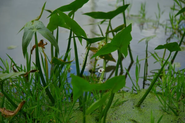 Plantas Agua Río Tulitsa — Foto de Stock