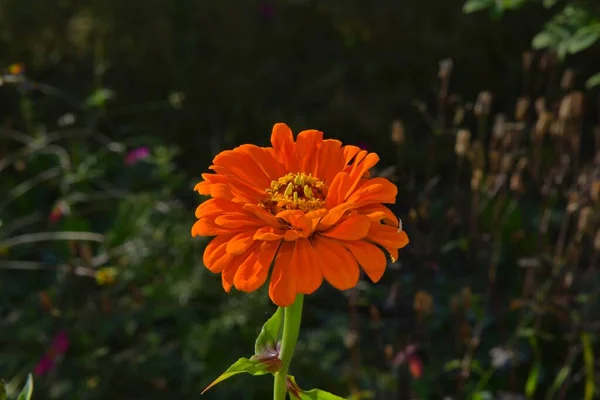 Delikat Blomma Blommar Trädgården — Stockfoto