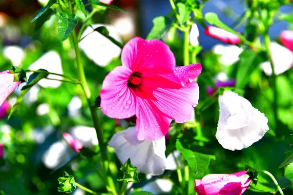 Delikatny Kwiat Kwitnący Ogrodzie — Zdjęcie stockowe