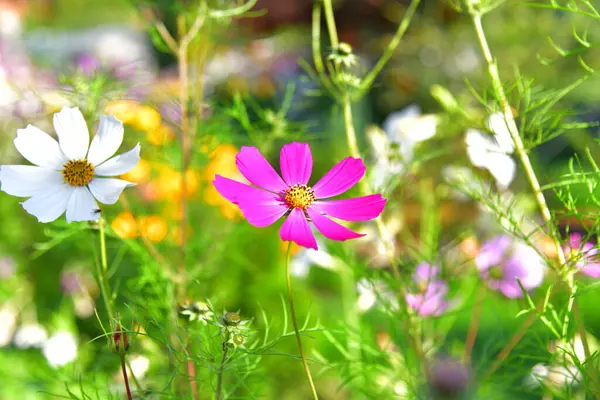 Flor Delicada Florescendo Jardim — Fotografia de Stock