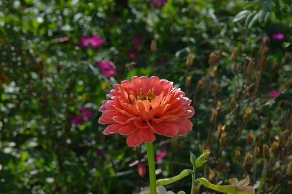 Delicate Flower Blooming Garden — Stock Photo, Image