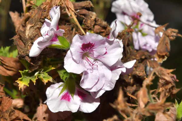 Delikatny Kwiat Kwitnący Ogrodzie — Zdjęcie stockowe