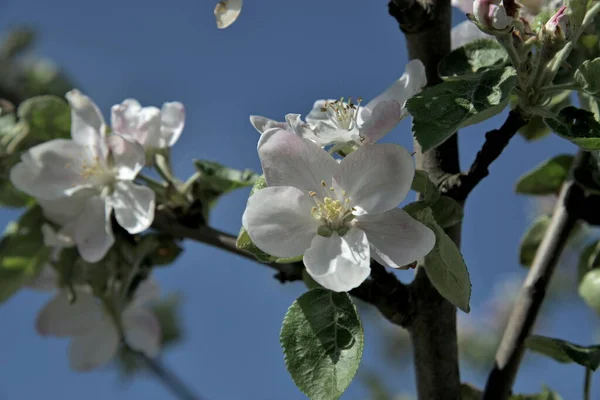 Flor Maçã Jardim Primavera — Fotografia de Stock