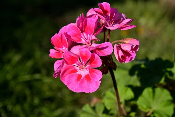 Kwiat Kwitnący Pokoju Parapecie — Zdjęcie stockowe