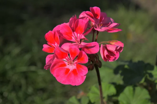 Květina Kvete Pokoji Parapetu — Stock fotografie