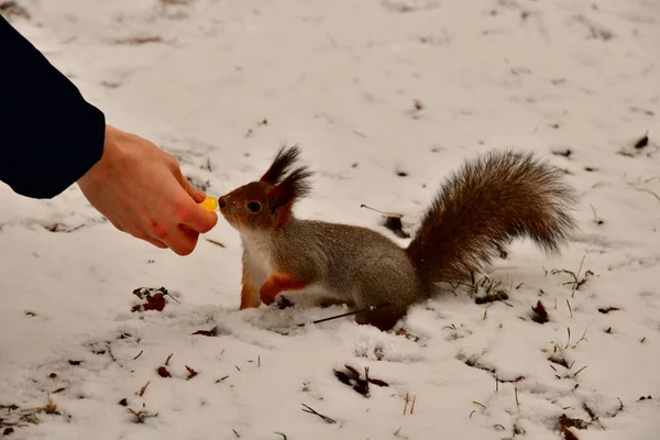 Squirrel Park Food Hand — Stock Photo, Image