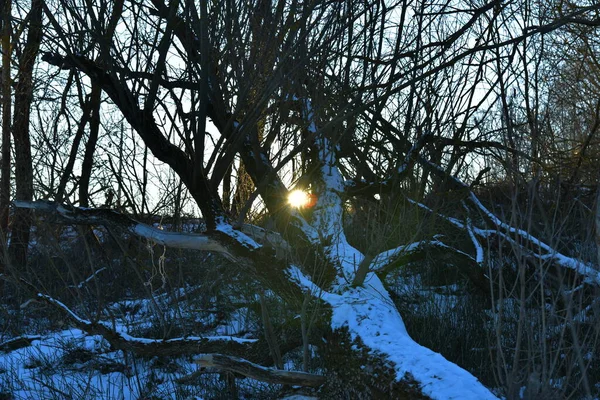 Χειμερινό Ηλιοβασίλεμα Ξηρό Φόντο Δένδρων — Φωτογραφία Αρχείου