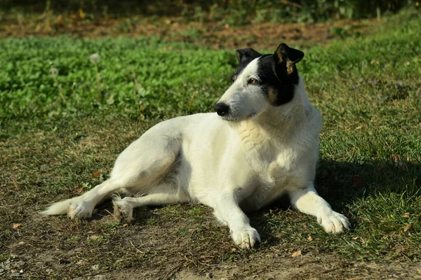 Een Vriendelijke Zwerfhond Ging Liggen Uit Rusten Zon — Stockfoto