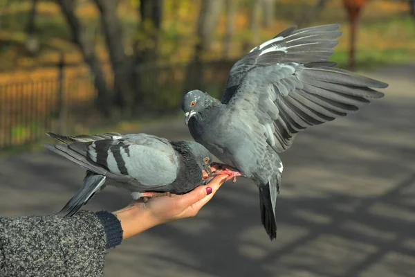 Trustfulness Dove Person Sitting His Hand — Stock Photo, Image