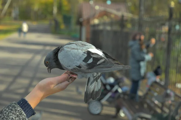 Vertrauenswürdigkeit Einer Taube Gegenüber Einer Person Die Auf Ihrer Hand — Stockfoto