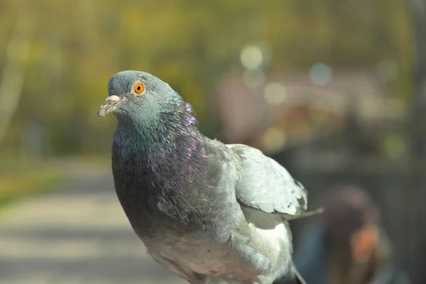 Portrait Sitting Blue Pigeon Close Walking — Stock Photo, Image