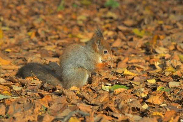 Écureuil Assis Sur Des Feuilles Tombées Mangeant Des Noix — Photo