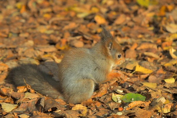 Eichhörnchen Sitzt Auf Abgefallenen Blättern Und Frisst Nüsse — Stockfoto