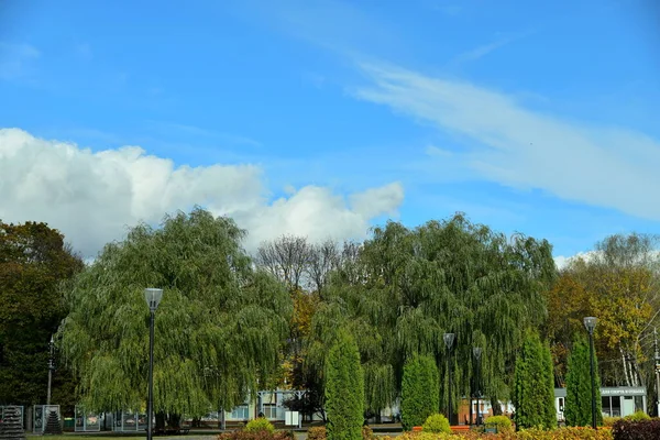 Деревья Белоусовском Парке Тулы — стоковое фото