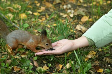 Parktaki sincap elinden yemek alıyor.