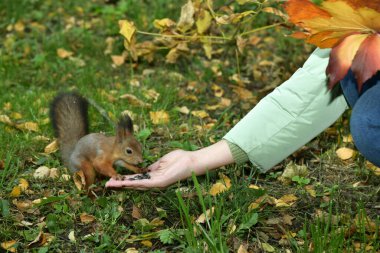 Parktaki sincap elinden yemek alıyor.