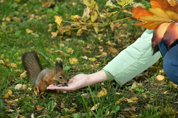 Eichhörnchen Park Nimmt Futter Aus Der Hand — Stockfoto