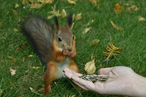 Σκίουρος Στο Πάρκο Παίρνει Φαγητό Από Χέρι — Φωτογραφία Αρχείου