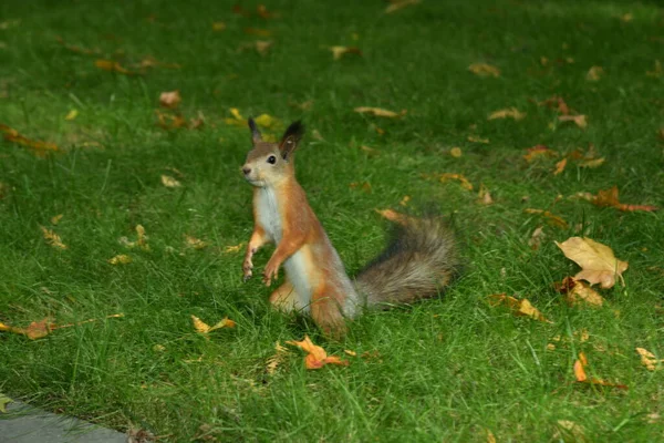 Écureuil Dans Parc Assis Sur Pelouse — Photo