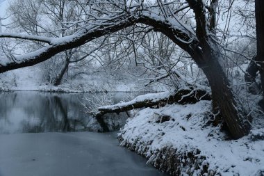 Kar yağışı sırasında UPA nehrine yansıyan karla kaplı ağaçlar