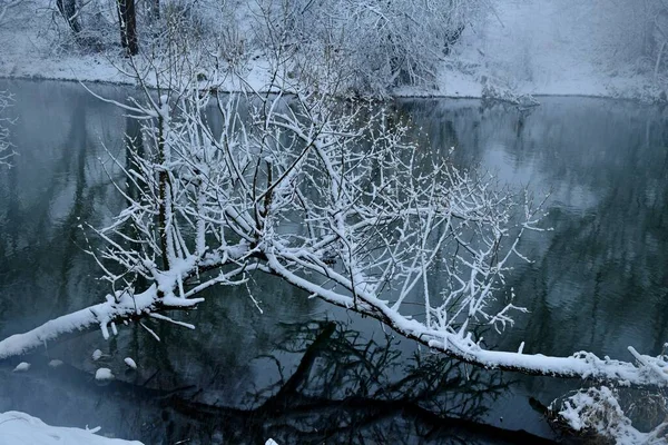 Arbustos Cubiertos Nieve Reflejan Río Upa Durante Una Nevada — Foto de Stock