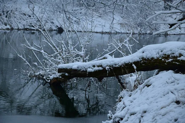Sněhem Pokryté Stromy Odrážely Řece Upa Během Sněžení — Stock fotografie