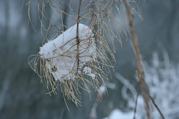 Куча Травы Покрытой Снегом Фоне Поля — стоковое фото