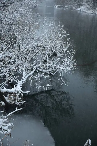 Schneebedeckte Büsche Spiegeln Sich Bei Schneefall Fluss Upa — Stockfoto