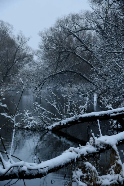 Snö Täckta Träd Reflekteras Upa Floden Ett Snöfall — Stockfoto