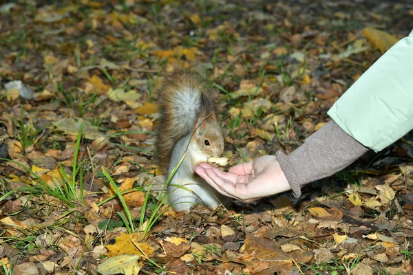 Eichhörnchen Nimmt Leckerbissen Aus Der Handfläche — Stockfoto