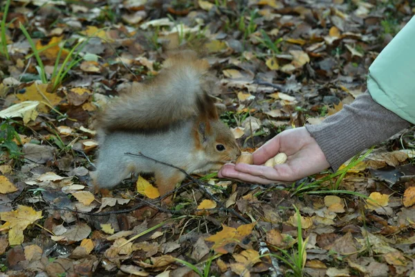 Eichhörnchen Nimmt Leckerbissen Aus Der Handfläche — Stockfoto