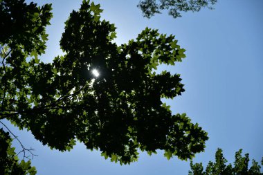 Güneş bir akçaağaç dallarının arasından parlıyor.