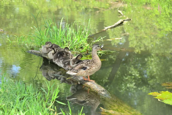 Bebek Dengan Bulu Kering Itik Pada Kayu — Stok Foto