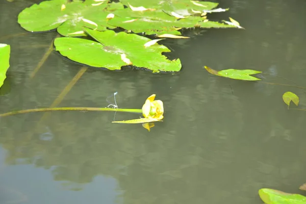 Dos Libélulas Sentadas Sobre Agua Una Flor Lirio —  Fotos de Stock