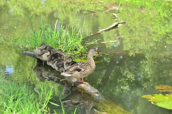 Bebek Dengan Bulu Kering Itik Pada Kayu — Stok Foto
