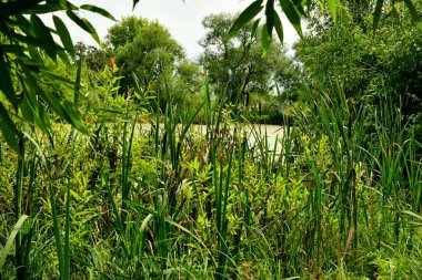 Yaprakların arasından Park 'taki gölet manzarası