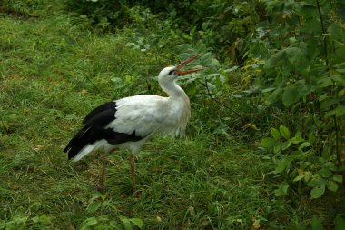Leylek çimenlerde yürüyor