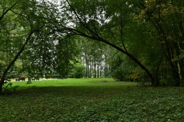 Belousova ağaçlarının altındaki parkta çayır.