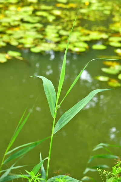 濁った水の背景に草の刃があり — ストック写真