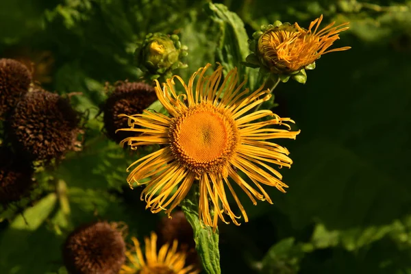 Fioritura Elecampane Primo Piano — Foto Stock