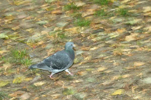 一只在地上行走的鸽子 — 图库照片