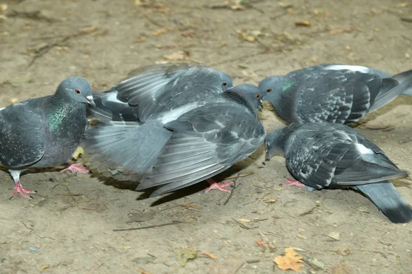 一群以种子为食的鸽子 — 图库照片