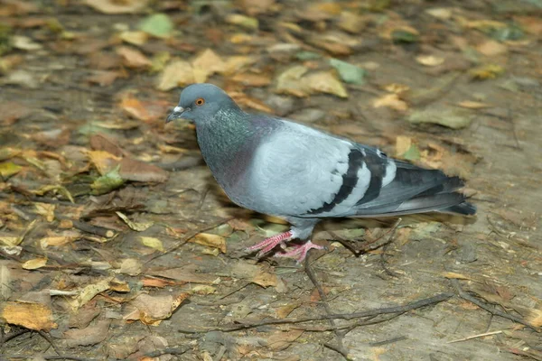 鳩が地面を歩いていて — ストック写真